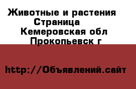  Животные и растения - Страница 32 . Кемеровская обл.,Прокопьевск г.
